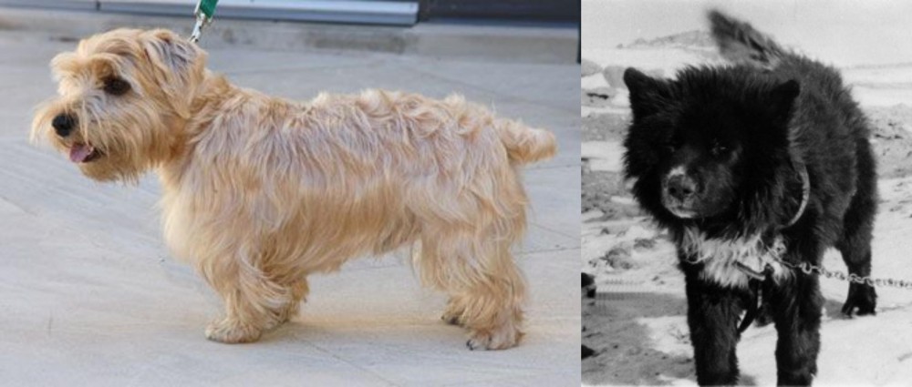 Sakhalin Husky vs Lucas Terrier - Breed Comparison
