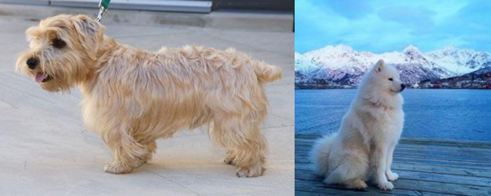 Samoyed vs Lucas Terrier - Breed Comparison