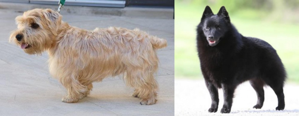 Schipperke vs Lucas Terrier - Breed Comparison