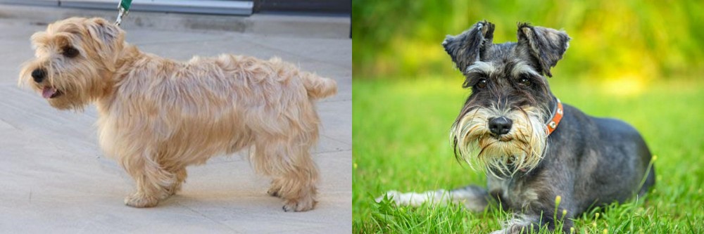 Schnauzer vs Lucas Terrier - Breed Comparison