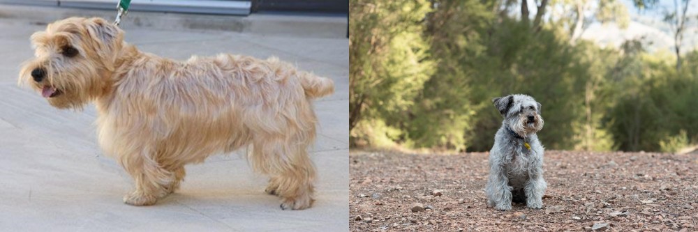 Schnoodle vs Lucas Terrier - Breed Comparison