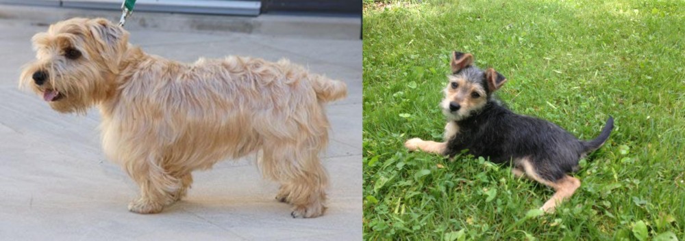 Schnorkie vs Lucas Terrier - Breed Comparison