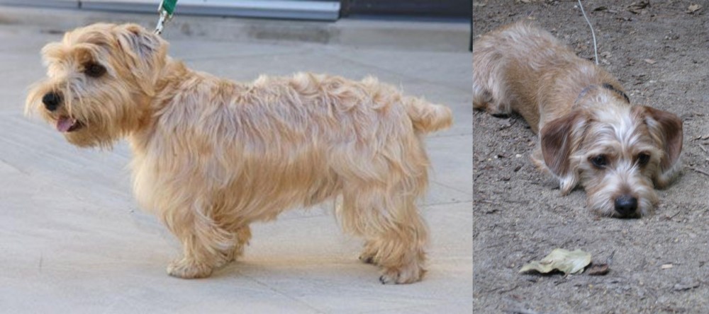 Schweenie vs Lucas Terrier - Breed Comparison