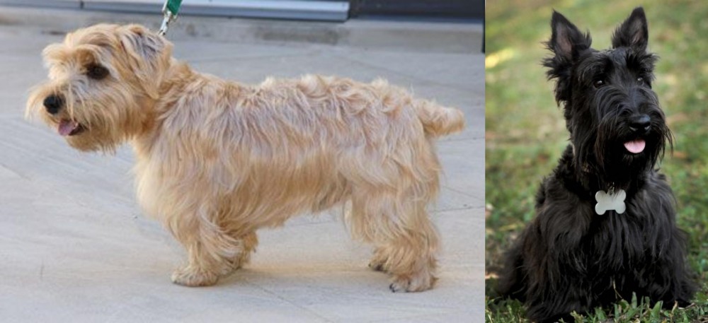Scoland Terrier vs Lucas Terrier - Breed Comparison