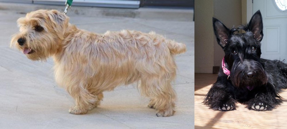 Scottish Terrier vs Lucas Terrier - Breed Comparison