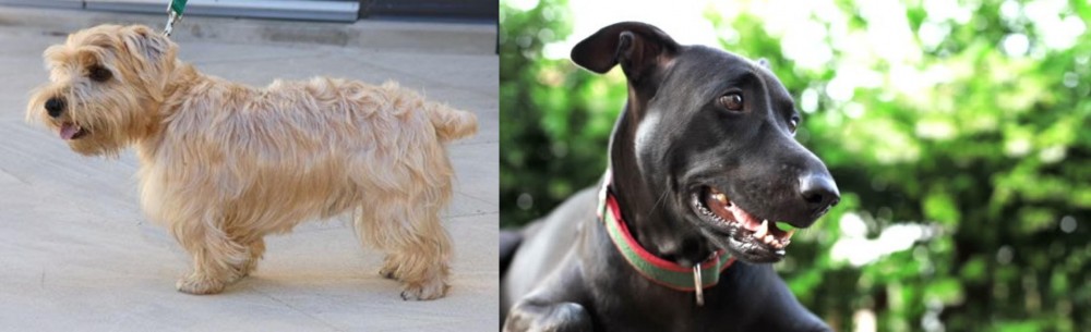 Shepard Labrador vs Lucas Terrier - Breed Comparison