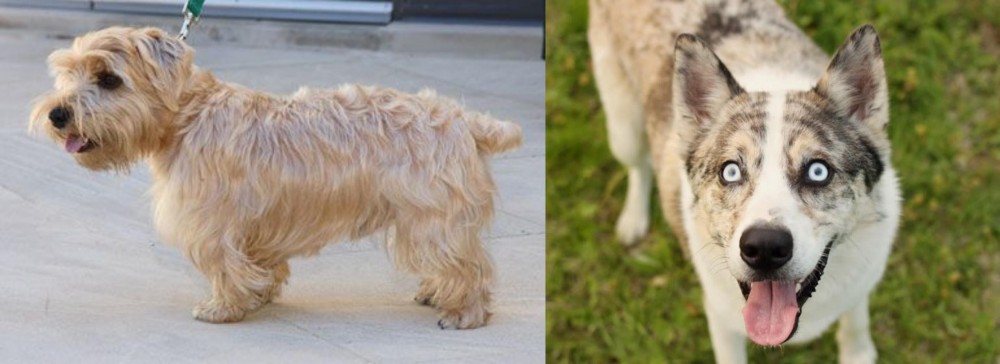 Shepherd Husky vs Lucas Terrier - Breed Comparison