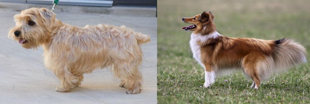Shetland Sheepdog vs Lucas Terrier - Breed Comparison
