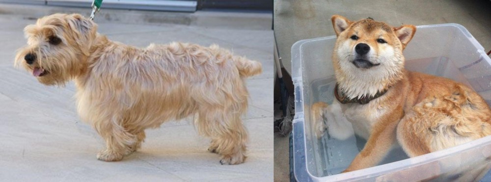 Shiba Inu vs Lucas Terrier - Breed Comparison