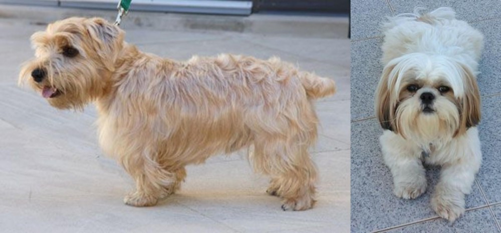 Shih Tzu vs Lucas Terrier - Breed Comparison