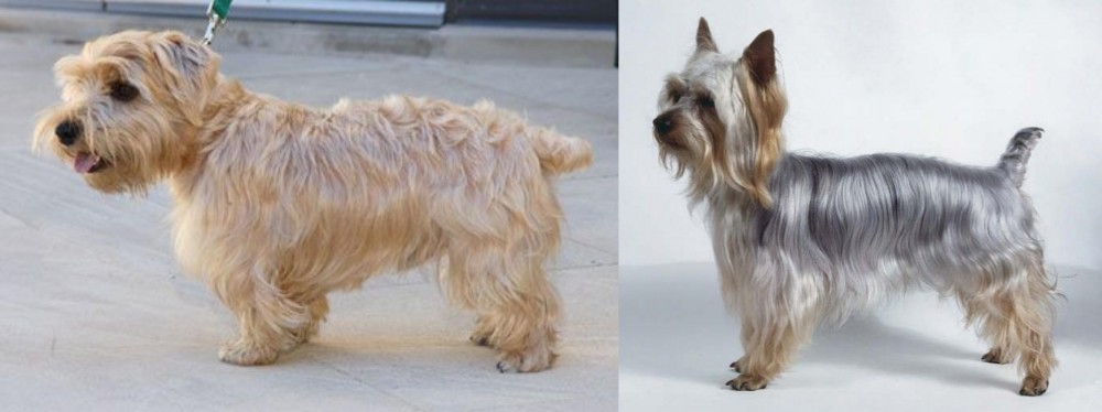 Silky Terrier vs Lucas Terrier - Breed Comparison
