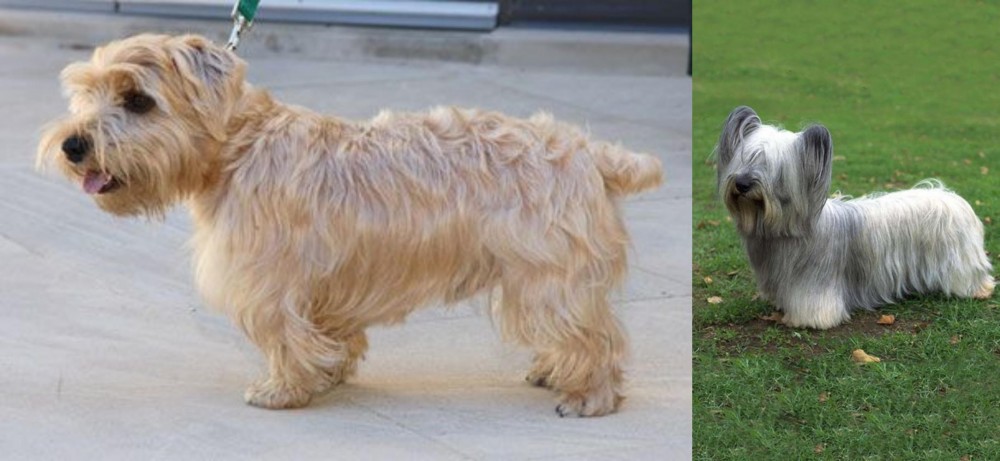 Skye Terrier vs Lucas Terrier - Breed Comparison