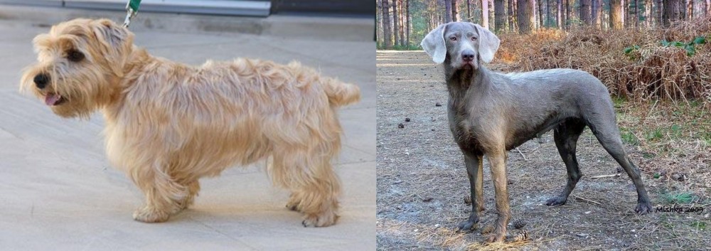 Slovensky Hrubosrsty Stavac vs Lucas Terrier - Breed Comparison