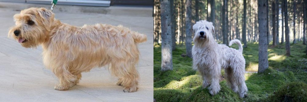 Soft-Coated Wheaten Terrier vs Lucas Terrier - Breed Comparison