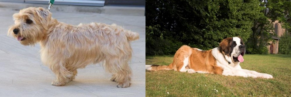 St. Bernard vs Lucas Terrier - Breed Comparison