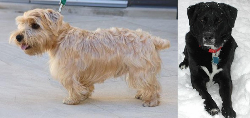 St. John's Water Dog vs Lucas Terrier - Breed Comparison