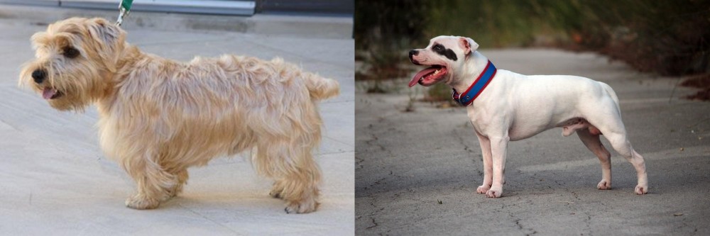 Staffordshire Bull Terrier vs Lucas Terrier - Breed Comparison