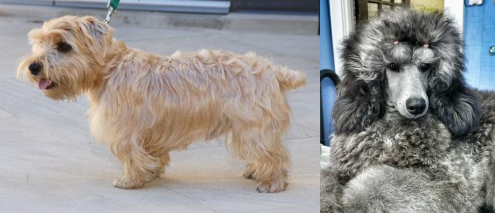Standard Poodle vs Lucas Terrier - Breed Comparison