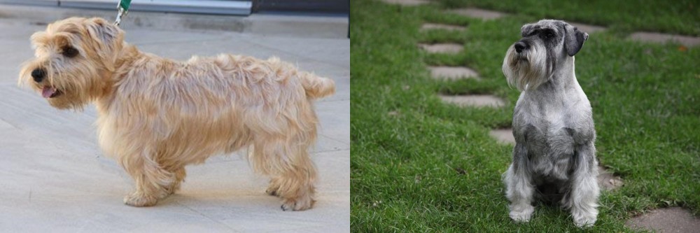Standard Schnauzer vs Lucas Terrier - Breed Comparison