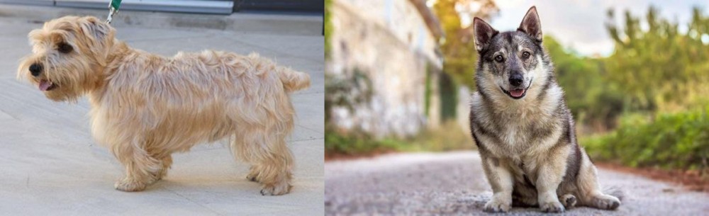 Swedish Vallhund vs Lucas Terrier - Breed Comparison