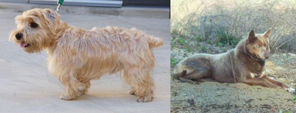 Tahltan Bear Dog vs Lucas Terrier - Breed Comparison