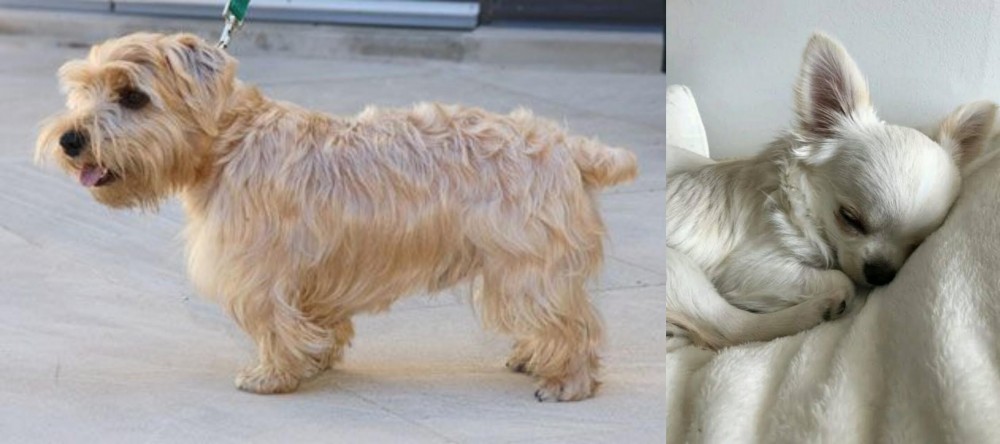 Tea Cup Chihuahua vs Lucas Terrier - Breed Comparison