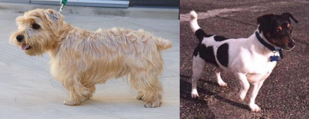 Teddy Roosevelt Terrier vs Lucas Terrier - Breed Comparison