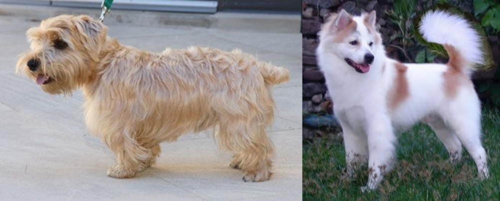 Thai Bangkaew vs Lucas Terrier - Breed Comparison