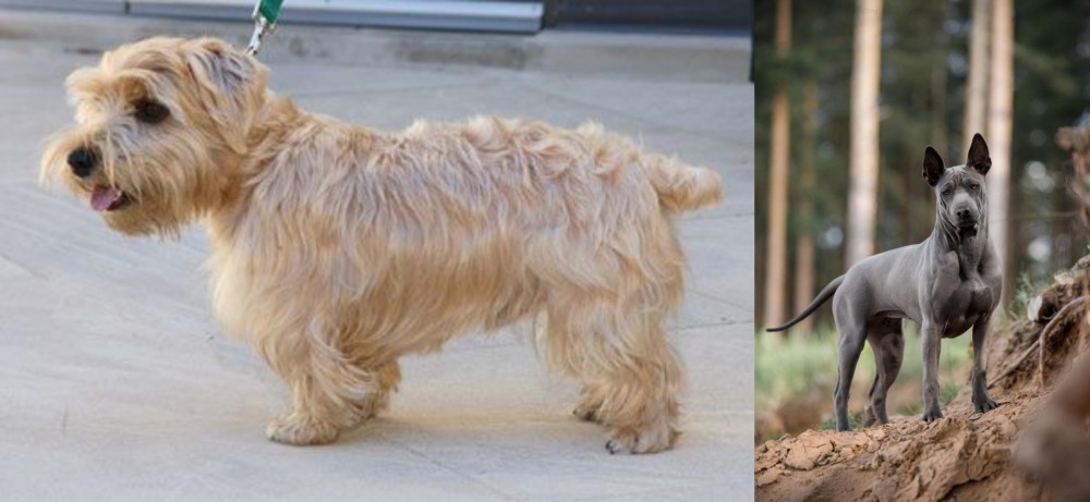 Thai Ridgeback vs Lucas Terrier - Breed Comparison