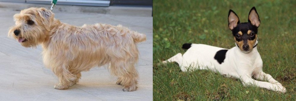 Toy Fox Terrier vs Lucas Terrier - Breed Comparison
