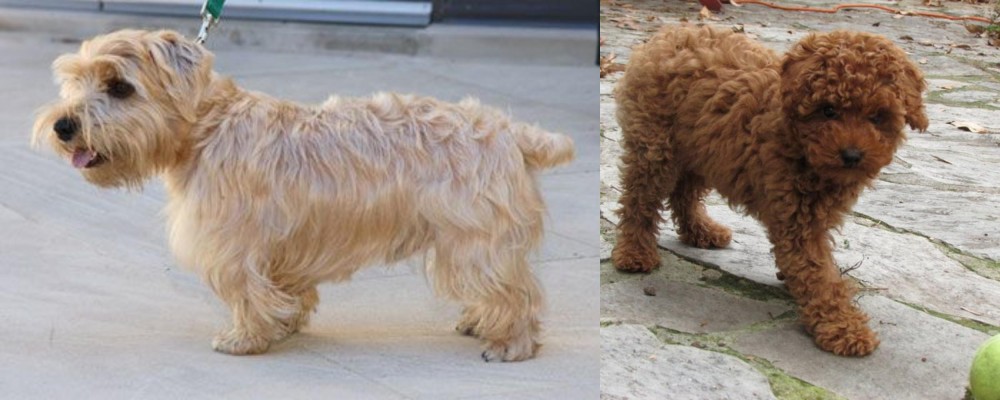 Toy Poodle vs Lucas Terrier - Breed Comparison