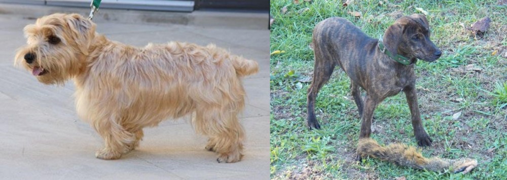 Treeing Cur vs Lucas Terrier - Breed Comparison