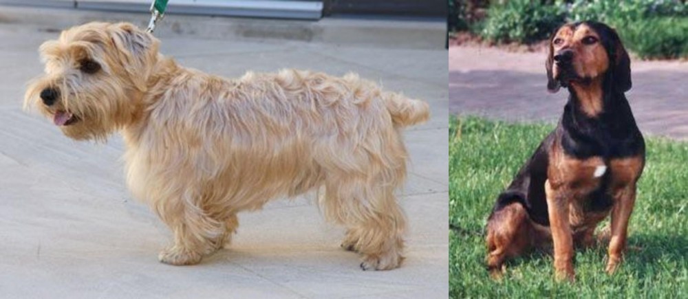 Tyrolean Hound vs Lucas Terrier - Breed Comparison