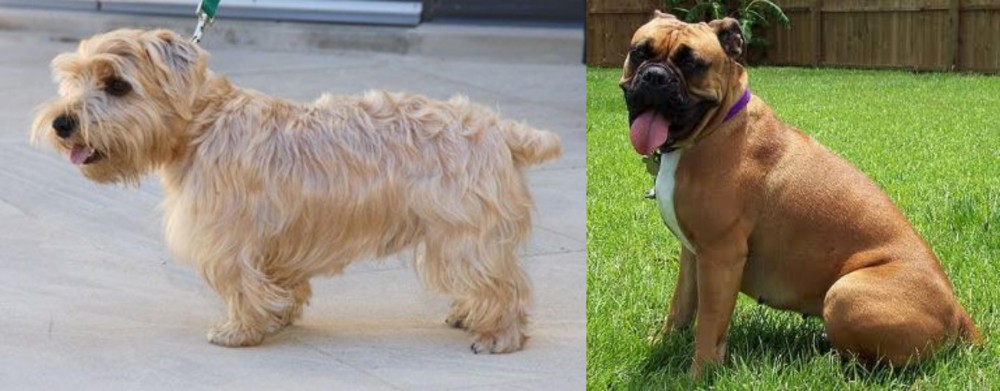 Valley Bulldog vs Lucas Terrier - Breed Comparison