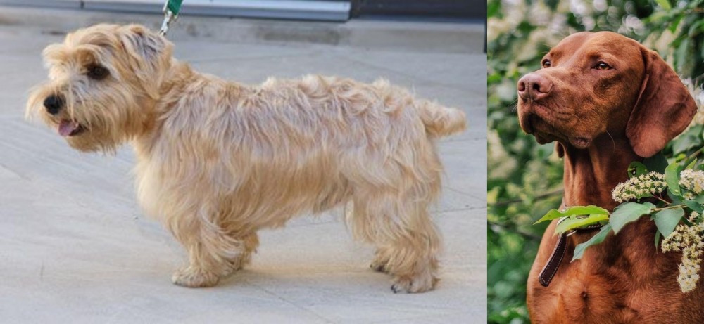 Vizsla vs Lucas Terrier - Breed Comparison