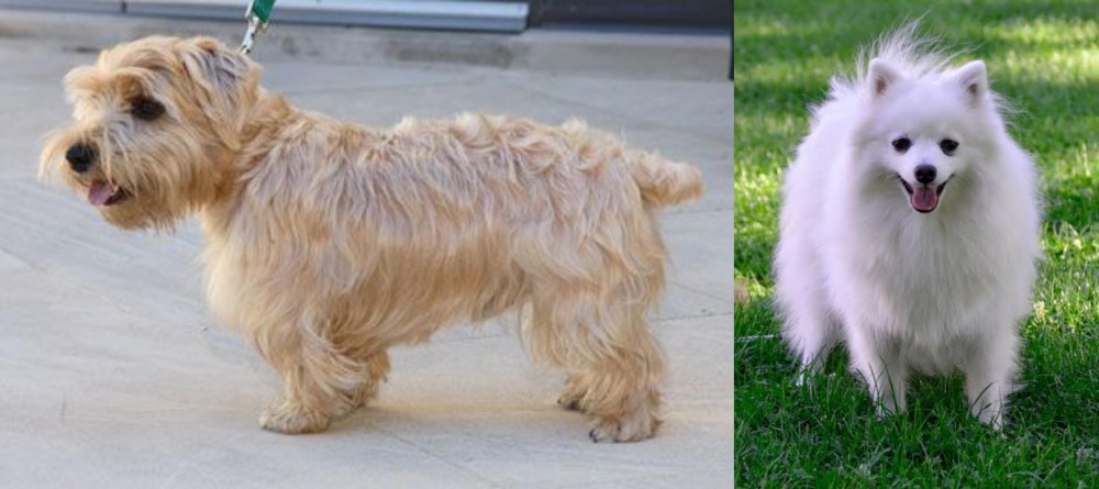 Volpino Italiano vs Lucas Terrier - Breed Comparison