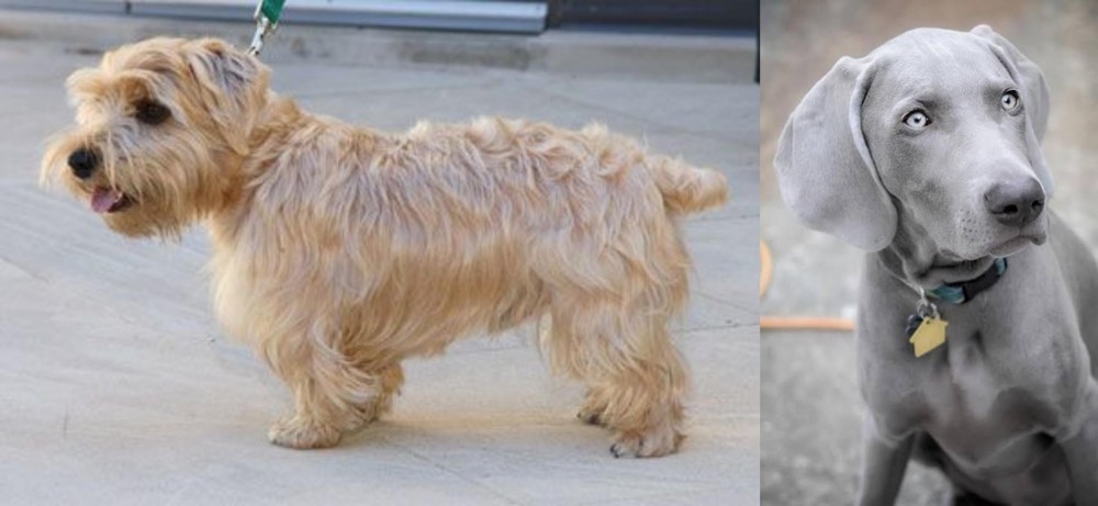 Weimaraner vs Lucas Terrier - Breed Comparison