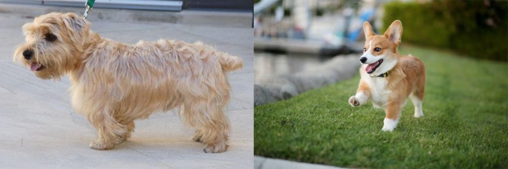 Welsh Corgi vs Lucas Terrier - Breed Comparison