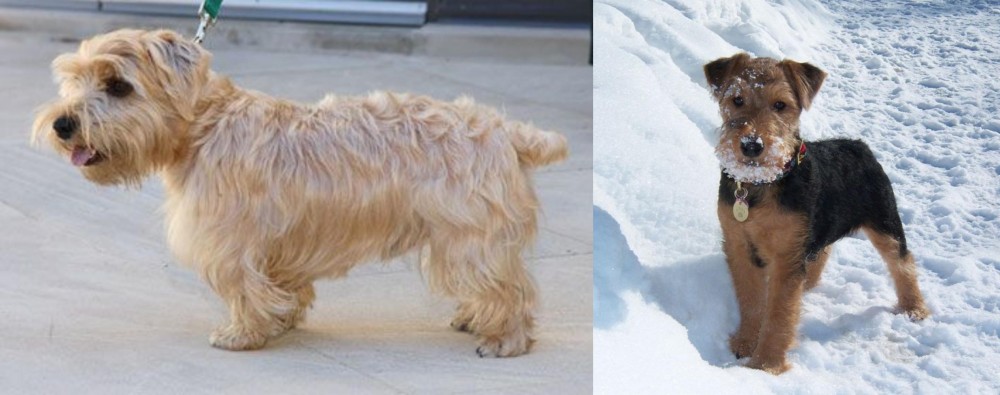 Welsh Terrier vs Lucas Terrier - Breed Comparison