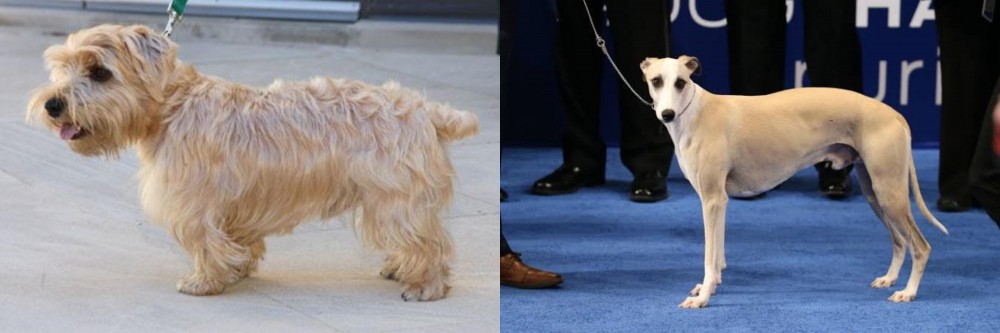 Whippet vs Lucas Terrier - Breed Comparison