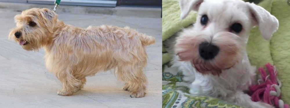 White Schnauzer vs Lucas Terrier - Breed Comparison