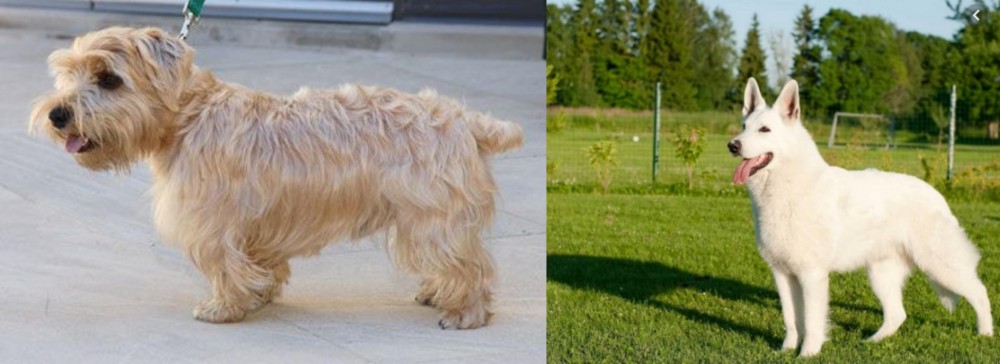 White Shepherd vs Lucas Terrier - Breed Comparison