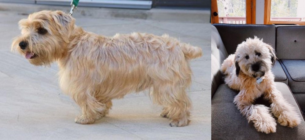 Whoodles vs Lucas Terrier - Breed Comparison