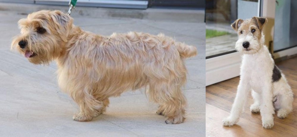 Wire Fox Terrier vs Lucas Terrier - Breed Comparison