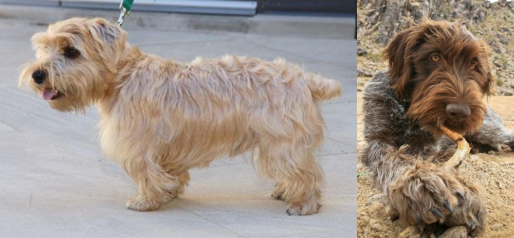 Wirehaired Pointing Griffon vs Lucas Terrier - Breed Comparison