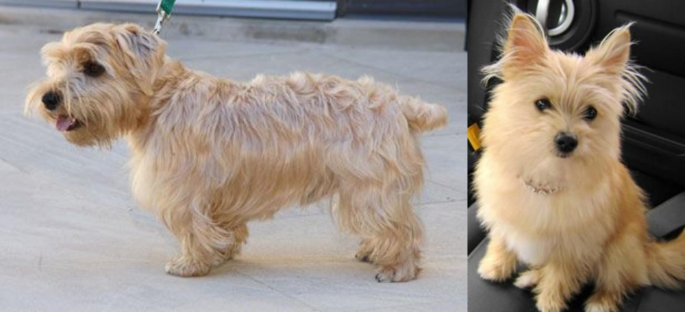 Yoranian vs Lucas Terrier - Breed Comparison