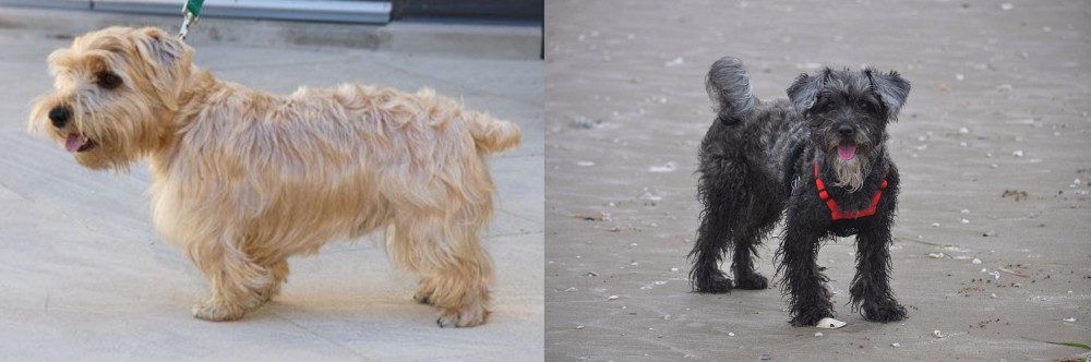 YorkiePoo vs Lucas Terrier - Breed Comparison