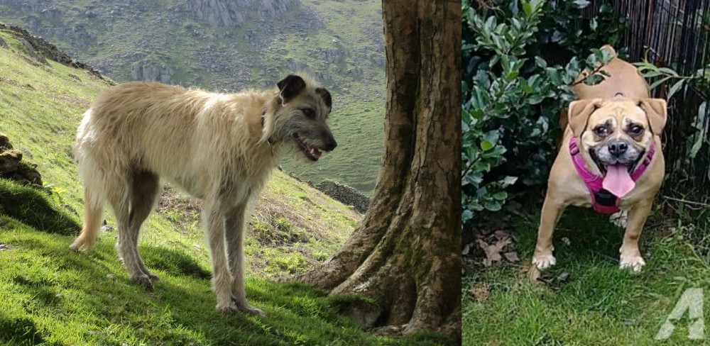 Beabull vs Lurcher - Breed Comparison