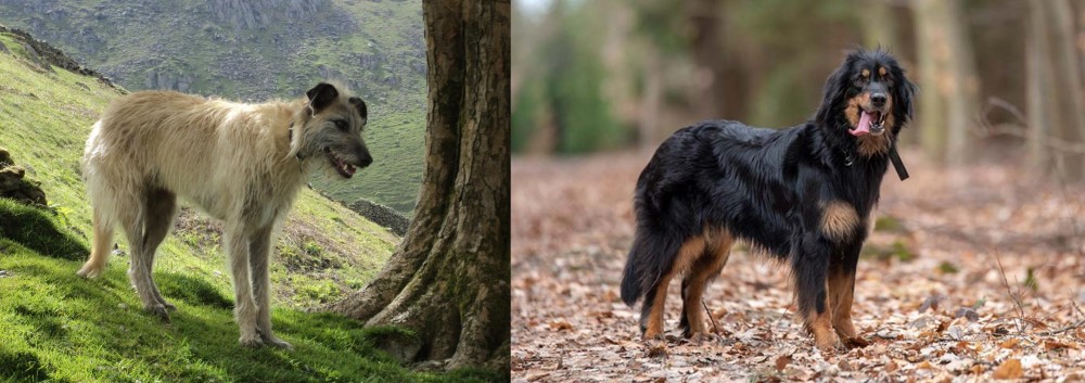 Hovawart vs Lurcher - Breed Comparison