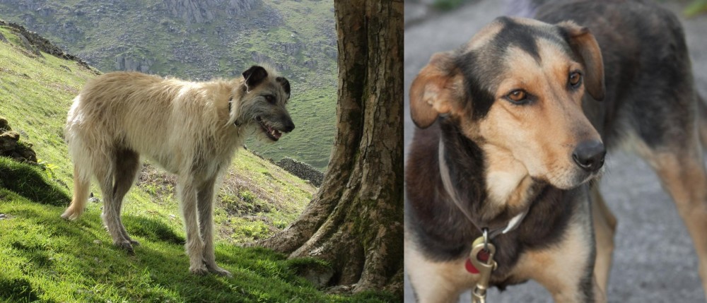 Huntaway vs Lurcher - Breed Comparison